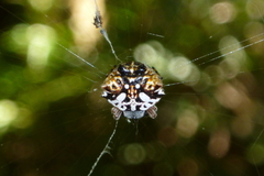 Gasteracantha sacerdotalis