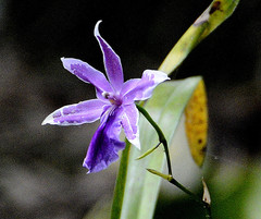 Miltonia