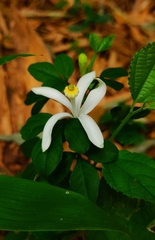 Naregamia alata