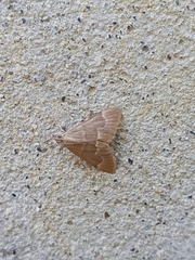 Ecpyrrhorrhoe diffusalis
