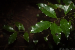 Cryptocarya bidwillii