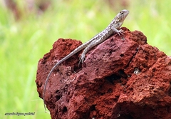 Sceloporus horridus oligoporus