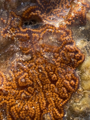 San Diego Sea Squirt, photo 8 of 9