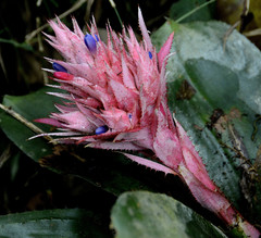Aechmea fasciata