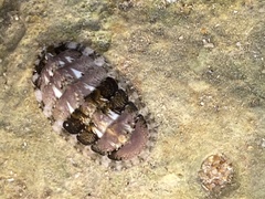 Lepidochitona cinerea