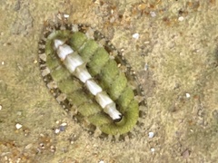 Lepidochitona cinerea