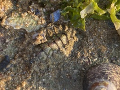 Acanthochitona fascicularis