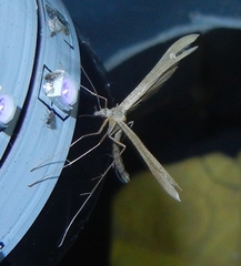 Stenoptilia pterodactyla