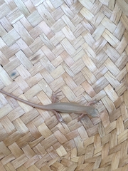 Heremites vittatus