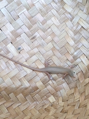 Heremites vittatus