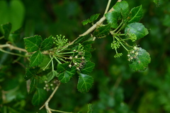 Eleutherococcus trifoliatus setosus