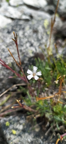 Image of Gypsophila uralensis by no rights reserved