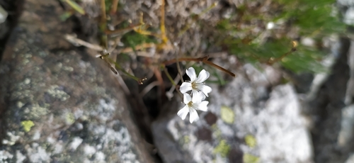 Image of Gypsophila uralensis by no rights reserved