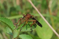 Diogmites discolor