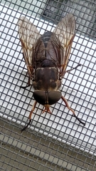 Tabanus calens