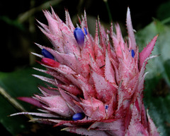 Aechmea fasciata