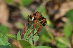 Diogmites discolor