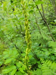 Platanthera stricta