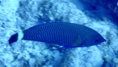 Pseudodax moluccanus