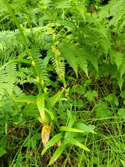 Platanthera stricta