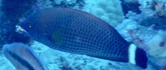 Pseudodax moluccanus