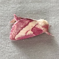 Hyparpax aurora