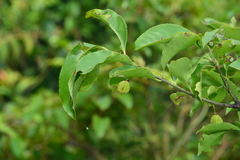 Euonymus carnosus