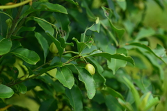 Euonymus carnosus