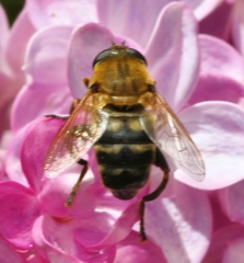 Polydontomyia curvipes