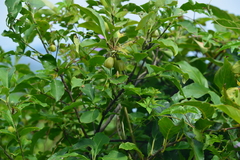 Euonymus carnosus