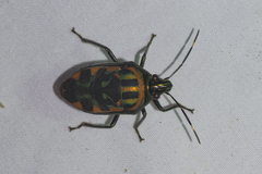 Tetrarthria variegata
