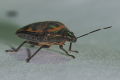 Tetrarthria variegata