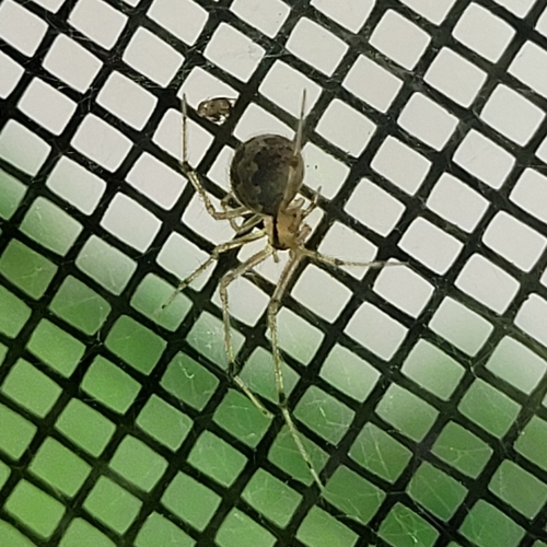 Theridion image