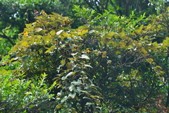 Vitis kelungensis