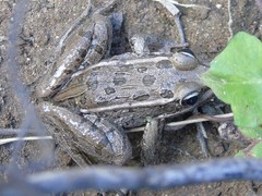Lithobates magnaocularis