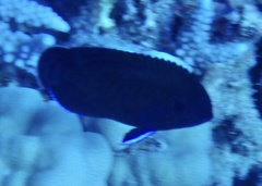 Centropyge multispinis