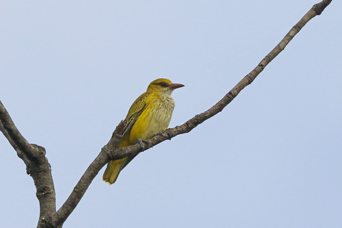 Oriolus auratus