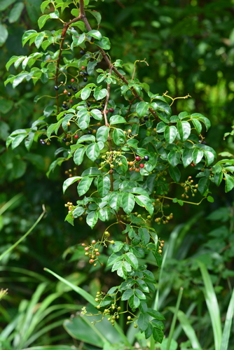 Nekemias cantoniensis (Hook. & Arn.) J.Wen & Z.L.Nie