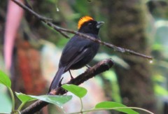 Tachyphonus delatrii