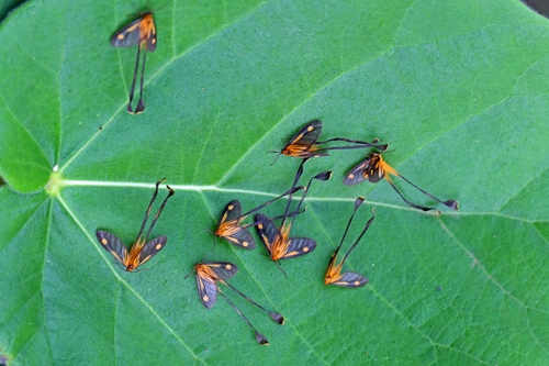 Semioptila spatulipennis photographed in Democratic Republic of the Congo