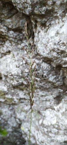 Image of Calamagrostis lapponica by no rights reserved