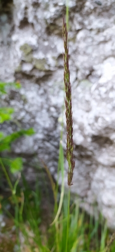 Image of Calamagrostis lapponica by no rights reserved