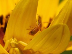 Luperaltica nigripalpis