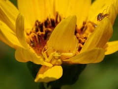 Luperaltica nigripalpis