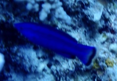 Larabicus quadrilineatus