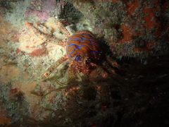 Galathea strigosa
