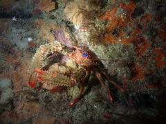 Galathea strigosa