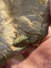 Lepidochitona cinerea