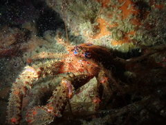 Galathea strigosa