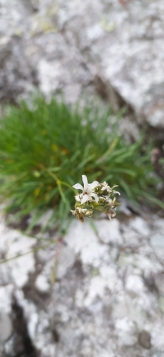 Image of Gypsophila uralensis by no rights reserved